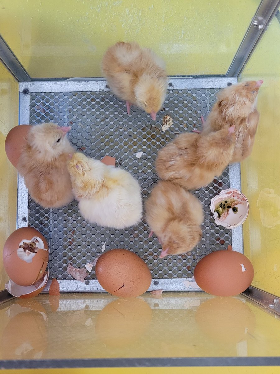 francisaskew's tweet image. #EYFSscience #eggwatch We arrived today to find 6 chicks and left at the end of the day with 8!