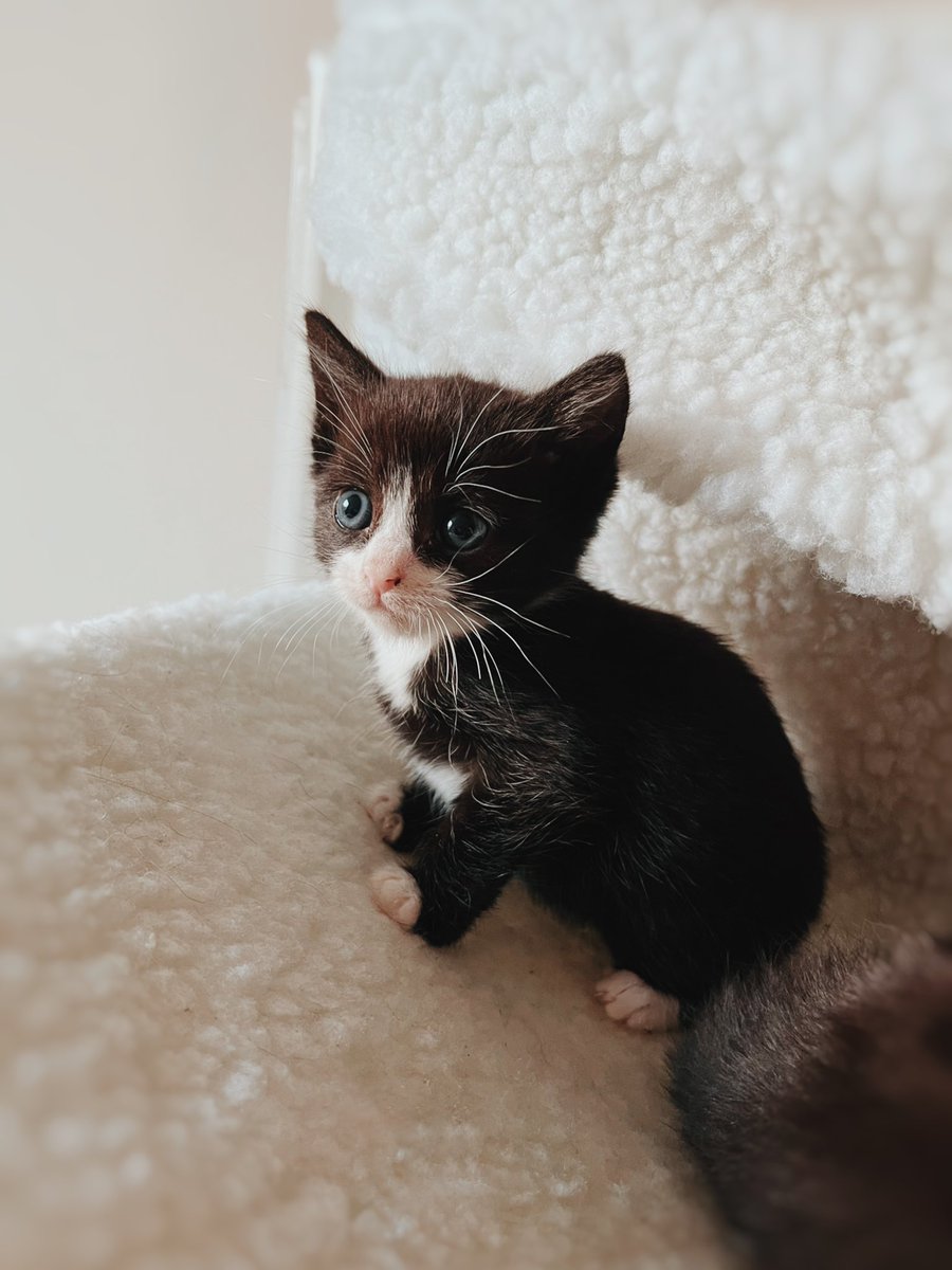 andrewkeates's tweet photo. It’s been a month since I lost my beloved #TobyPage. And nothing could replace him. However, coming home to an empty flat has been some of the worst weeks of my life. And I still have the capacity to love and nurture. So tomorrow, I will finally bring home, little Stevie. https://t.co/SrrLA33vhb