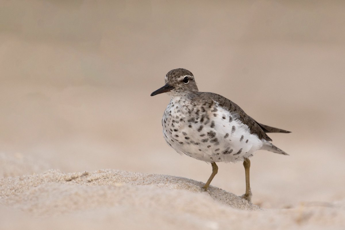 Of all the Spotted Sandpipers I have encountered during my time in Brazil, precious few have had any spots. So this handsome devil was quite a pleasant surprise on the beach this morning! Have a safe journey to your breeding grounds amigo! https://t.co/qwdxcIrDgi