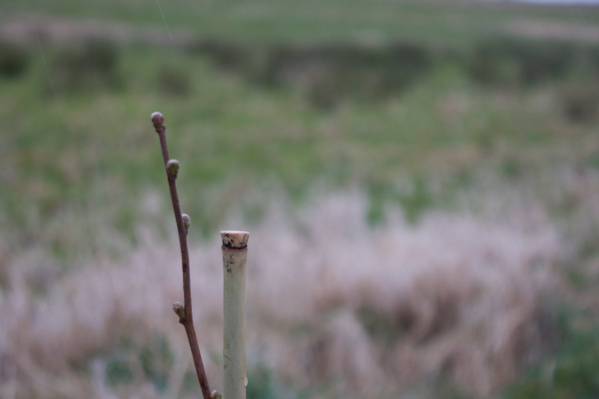 JMA_at_Strath's tweet photo. 60 more trees planted by the @JohnMuirTrust award group along the edge of the @StrathallanSchl estate this Wednesday pm - some having too much fun in the pouring rain! #rewild #johnmuiraward @treesforlifeuk @scotwoodlands https://t.co/d7crvIaa4Q