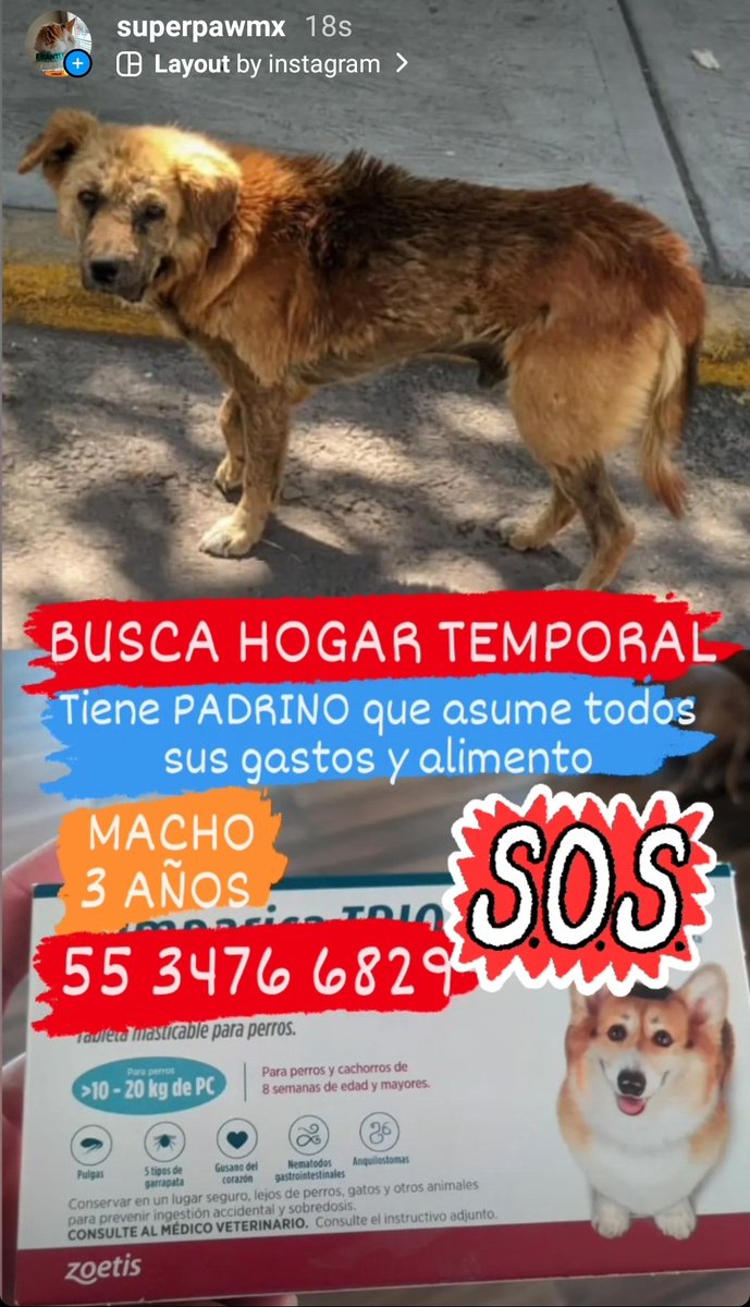 SuperPawMx's tweet photo. Amig@s nos ayudan a compartir?
Busca HOGAR TEMPORAL 
Tiene PADRINOS que asumen todos sus gastos,No pueden tenerlo en casa,temen que vayan a envenenarlo en la calle,esta en tratamiento para la piel y ellos lo estan alimentando y dando vitaminas #AdoptaNoCompres
RT @En_laDelValle https://t.co/LAHjX9nHGt