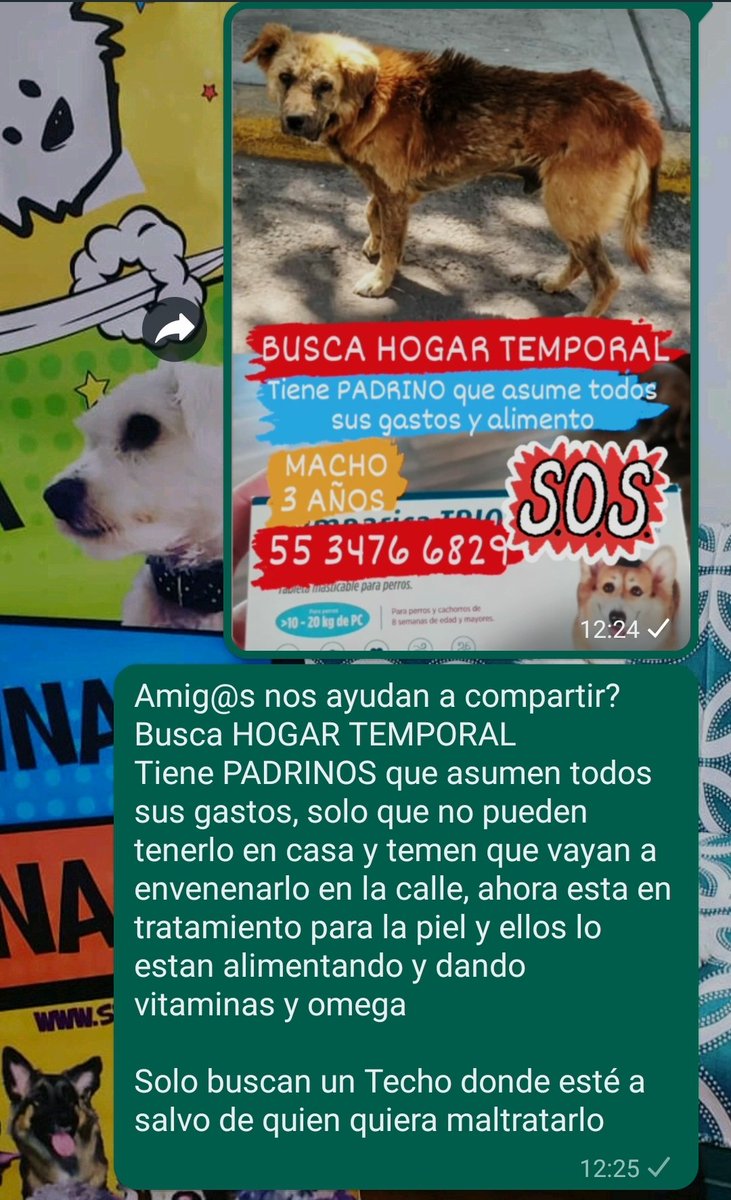 Amig@s nos ayudan a compartir?
Busca HOGAR TEMPORAL 
Tiene PADRINOS que asumen todos sus gastos,No pueden tenerlo en casa,temen que vayan a envenenarlo en la calle,esta en tratamiento para la piel y ellos lo estan alimentando y dando vitaminas #AdoptaNoCompres
RT <a href="/En_laDelValle/">En la Del Valle</a>