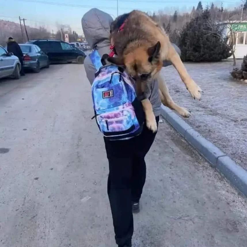 elcampito's tweet photo. 17 km caminando con su perro anciano al hombro, para cruzar con él la frontera polaca.
Recuerden esta foto antes de decir "no puedo tenerlo', cuando quieran abandonar al miembro más fiel de su familia.

No se abandona ni se deja atras a nadie de la familia. Y ellos lo son🧡 https://t.co/pKebhjS7yE