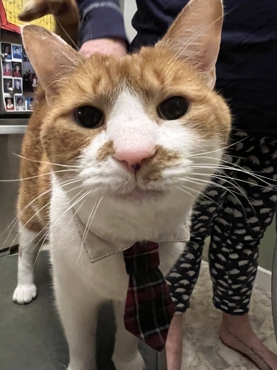 razzldazzzle's tweet photo. #petsforcorpse corpse hire my cat he’s very professional i promise @Corpse_Husband @CORPSE https://t.co/mI7vuPp83b