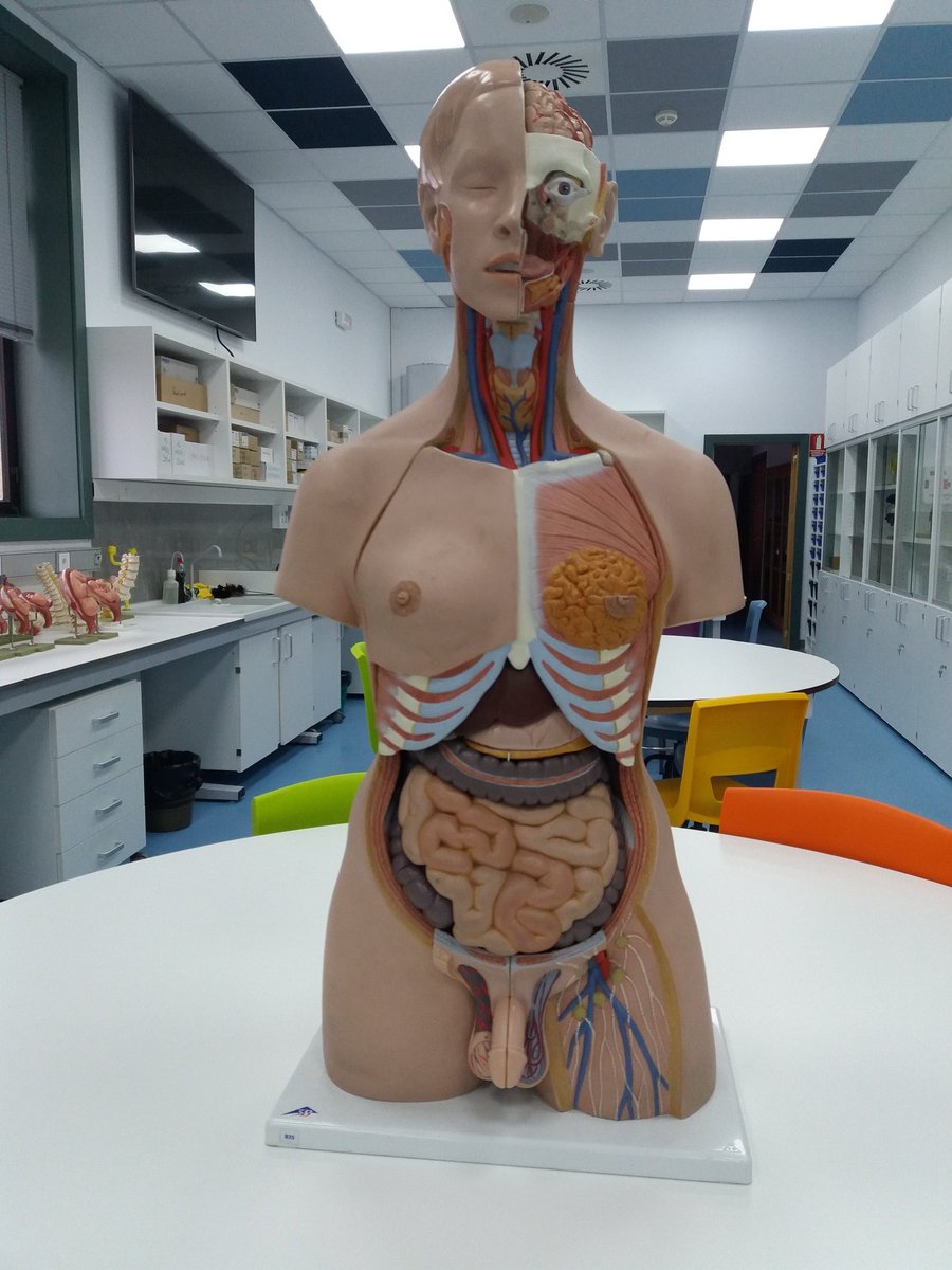1pasoala100cia's tweet photo. Terminamos el bloque de cuerpo humano en #FyDB del #DGMEPyPed de la @ucm_educacion con una práctica con los modelos clásticos, análisis de libros de texto y sacando el homúnculo sensitivo. https://t.co/03RVpNBI6x
