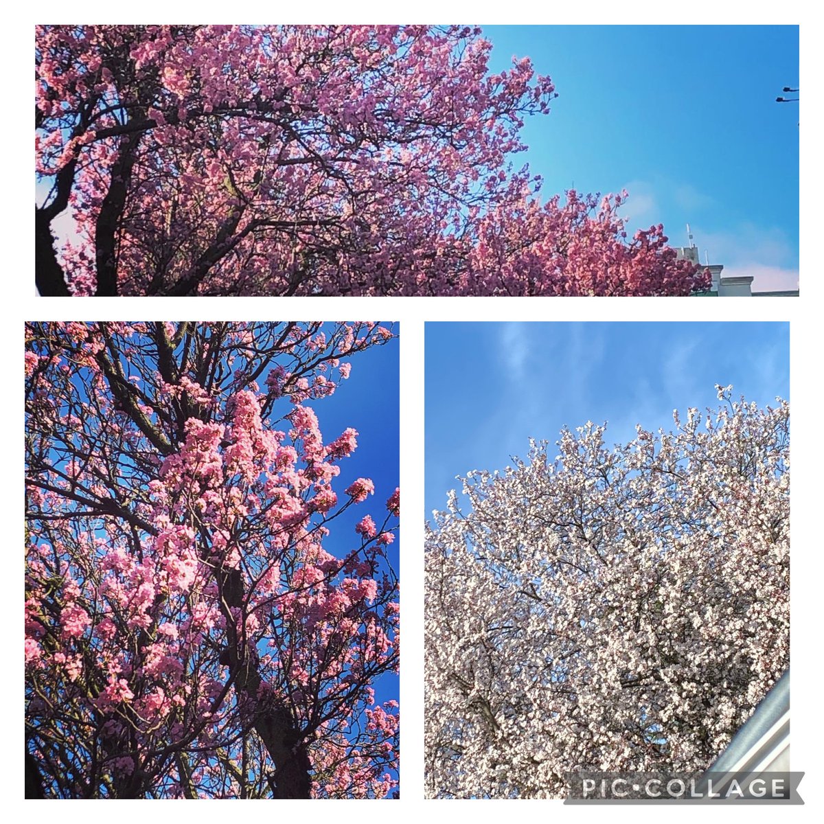 Spring has arrived in #Victoria!  <a href="/CityOfVictoria/">City of Victoria</a> <a href="/victoriavisitor/">Destination Greater Victoria</a> Cherry Blossoms have been popping for the last few weeks.... such a treat! #iLovewhereiLive