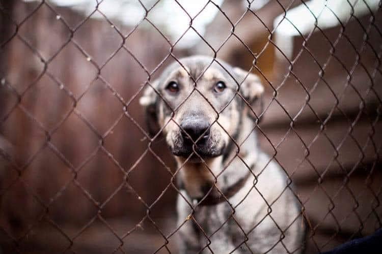 For anyone not seen, update in shelters around #Kyiv - see thread. Sweet shelter - Area around the shelter is temporarily occupied by Russian troops. No water, food or electricity in the shelter. In addition to 700 animals, the founder and several employees remain...