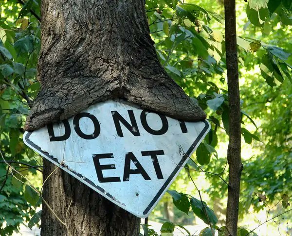 amhaunted's tweet photo. Arboreal disobedience https://t.co/DoNDcs1DuF https://t.co/P9r2xBwY4q