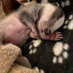 Photo by Norfolk Badger Trust (@NorBadTrust)