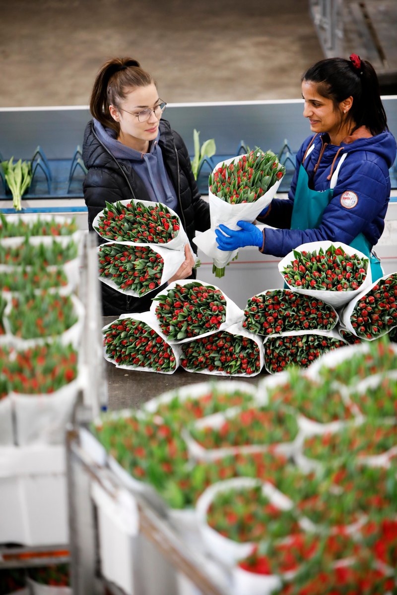 Kweker uit Roelofarendsveen probeert collega uit Oekraïne van een half miljoen tulpen af te helpen en ook giro 555 te spekken dlvr.it/SLSMcq
