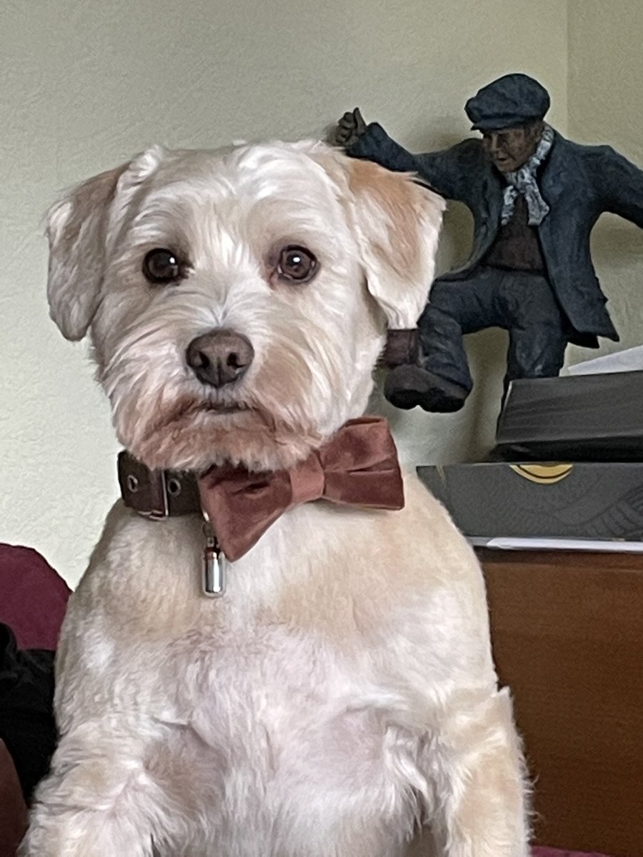 #Crufts Bailey all dressed up and nowhere to go 💕
