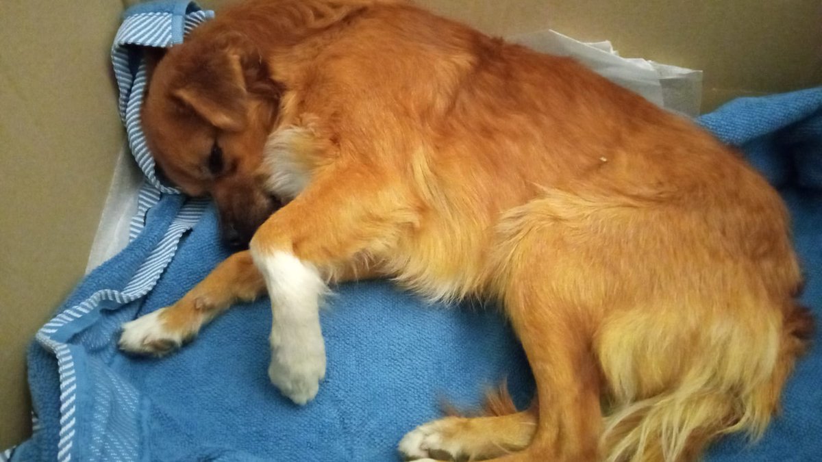 LASAnimal's tweet photo. El perrito se ha quedado ingresado en el veterinario, tienen que hacerle pruebas y posiblemente habrá que operar, tiene 1 añito y pesa 5kg, NECESITAMOS AYUDA Y ACOGIDA!!! https://t.co/Wos98lJmkH