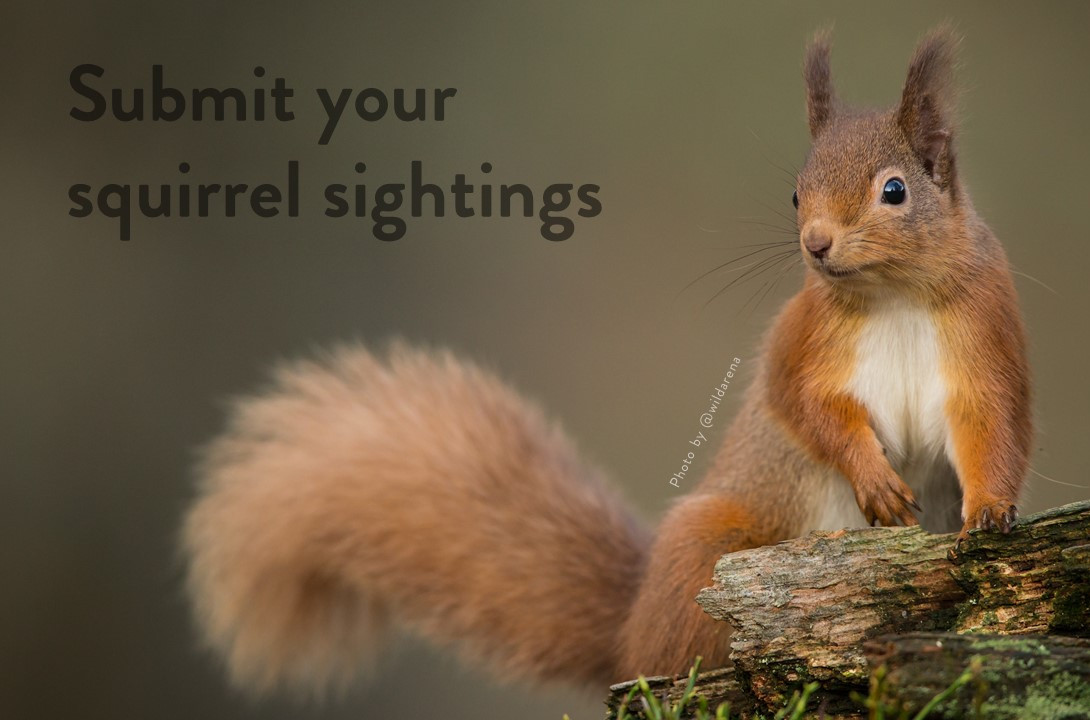 reclaimingreds's tweet photo. Seen a red or grey squirrel? You can contribute to our citizen science work by submitting your sightings here https://t.co/4CuAUD1ABR
#RedSquirrel #RedSquirrels #Squirrel #Squirrels #MicroVolunteer #MicroVolunteering #Conservation #Wildlife #WildlifeConservation https://t.co/1lMEHDBtjB