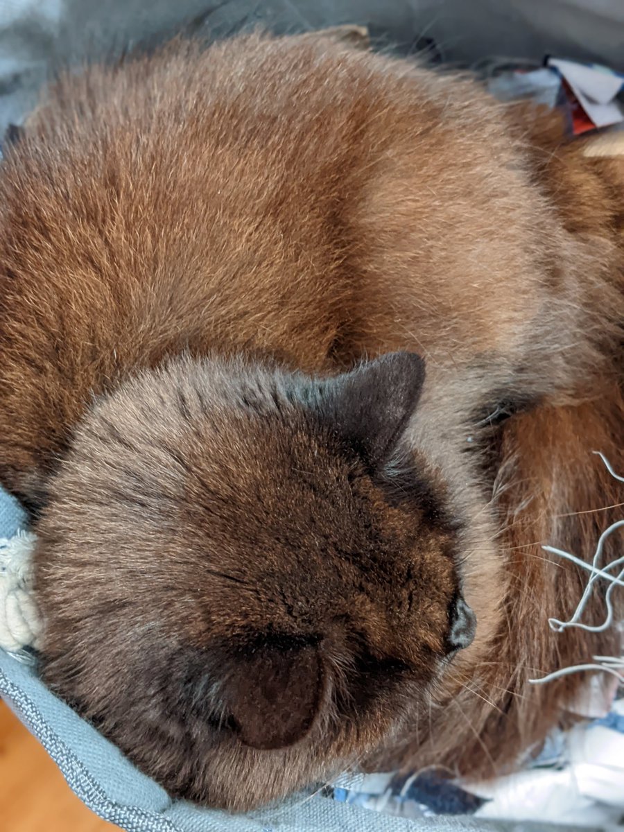 sallyannsbags's tweet photo. My constant companion in the sewing room, #Coco, lying in my bin. #catsatwork #CatsOfTwitter #besthelper https://t.co/WwzStrerX1