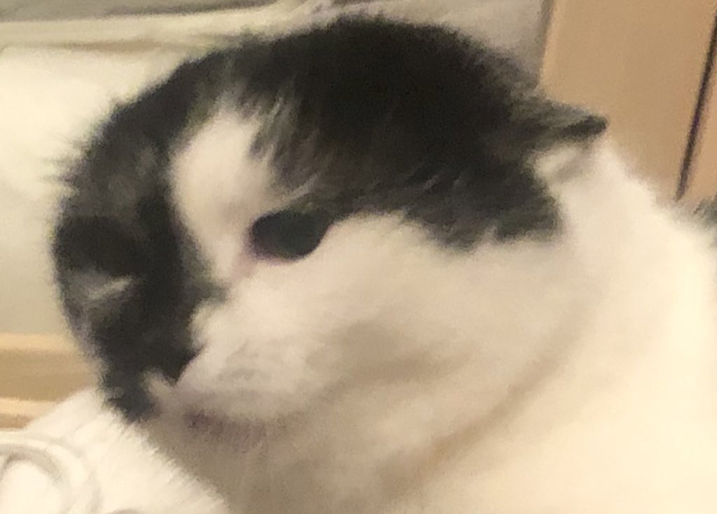 raizzorblade's tweet photo. #petsforcorpse my precious https://t.co/zfbfUpYfaY