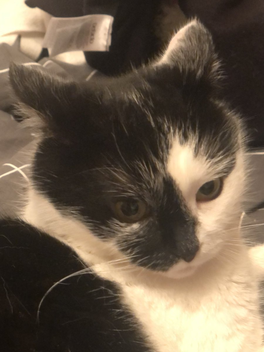 raizzorblade's tweet photo. #petsforcorpse my precious https://t.co/zfbfUpYfaY