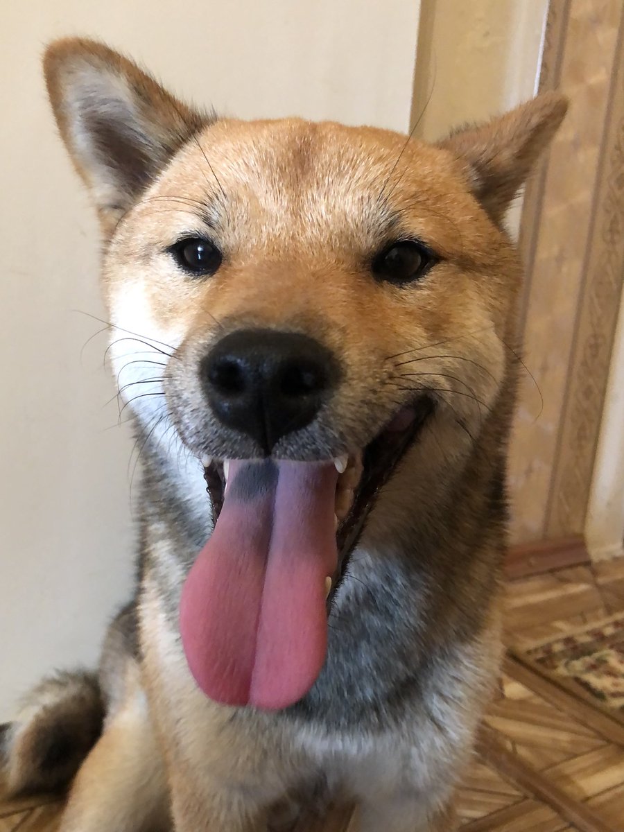 raizzorblade's tweet photo. #petsforcorpse my precious https://t.co/zfbfUpYfaY