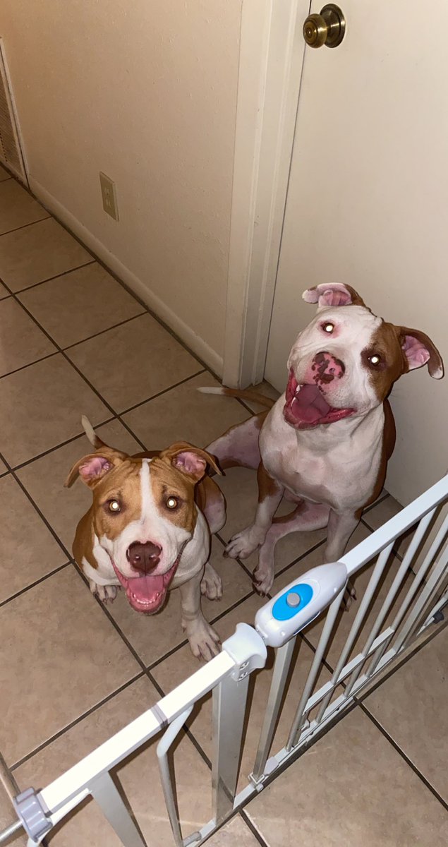 Throwback to Ace &amp; Deuce a few months ago and the gate that keeps them out of the kitchen….which they broke so it no longer exists😭🤦🏽‍♀️🥴🤷🏽‍♀️🐶 #dogsoftwitter
