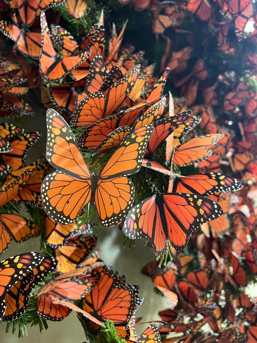 NNCEaston's tweet photo. Our monarch roost is up and ready for visitors! We will be celebrating #NationalLearnAboutButterfliesDay for an entire week. Migrate your way to NNC for a monarch life cycle craft and Sphere Spotlight during Open House hours (12-4pm) on March 16th and 18th! https://t.co/8lMUFucJi3