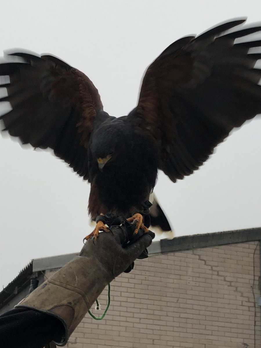 Having problems with pigeons, seagulls, cananda geese, rabbits, squirrels, moles, rats or mice in the Midlands area, then look no further please contact Steve at S &amp; D Pest Control Solutions for a site visit and quotation on; 07891792564.