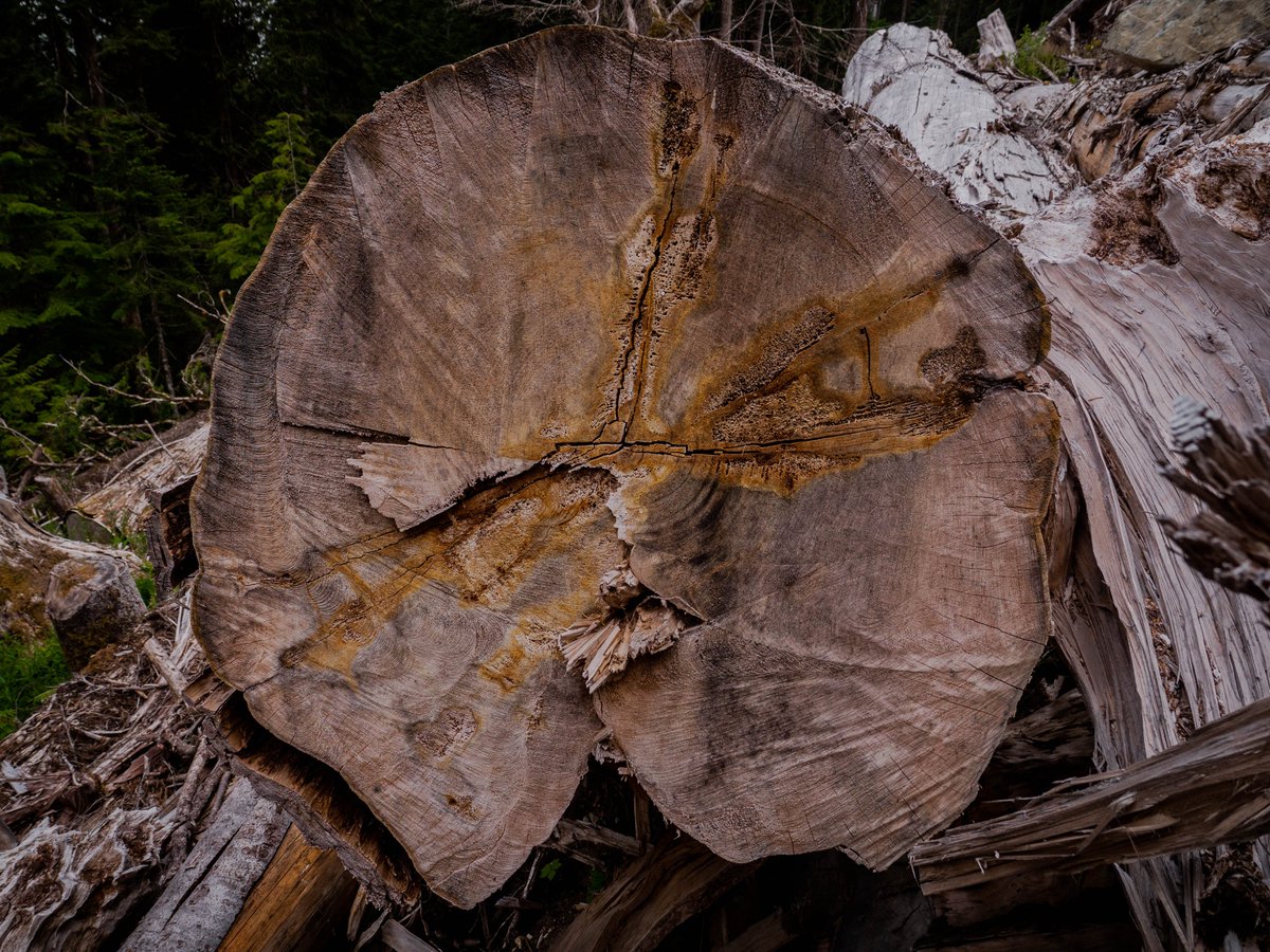 As we move into spring, the logging of old growth forests is starting back up again.⁠ We must take action to #stopoldgrowthlogging. Our planet relies on these forests for so many vital ecological processes.⁠
⁠#oldgrowthforest #gitxsan #fairycreek