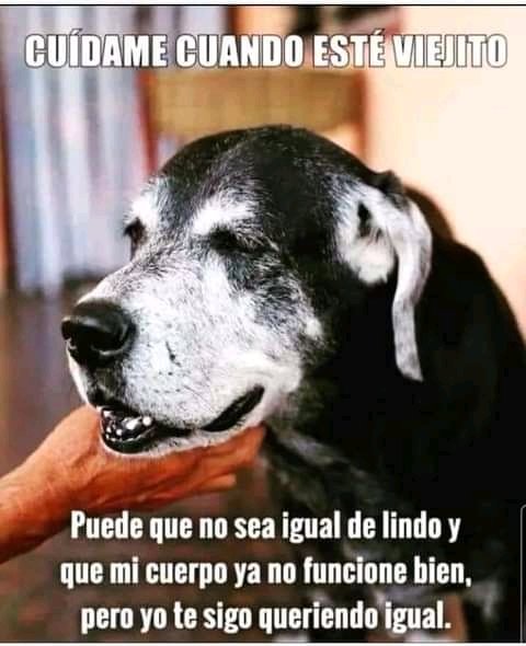 maxnaturaleza's tweet photo. Cuídalo mucho. Dale Amor y calidad de vida ♥️🐕🐾 https://t.co/HSQk0Zaf5j