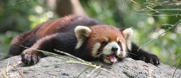 Red Panda Every Hour! (@redpandaeveryhr) on Twitter photo 
