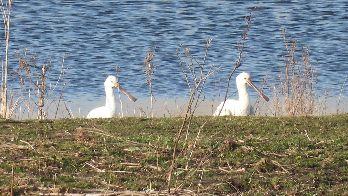 Rachel Lennard (@rachel_lennard) on Twitter photo Spoonbills playing peek-a-boo behind a grassy bank at <a href="/KingFishers_B/">KingfishersBridgeNatureReserve</a> but pleased to see them for a new County tick <a href="/CambsBirdClub/">Cambs Bird Club</a> Spoonbills playing peek-a-boo behind a grassy bank at <a href="/KingFishers_B/">KingfishersBridgeNatureReserve</a> but pleased to see them for a new County tick <a href="/CambsBirdClub/">Cambs Bird Club</a>