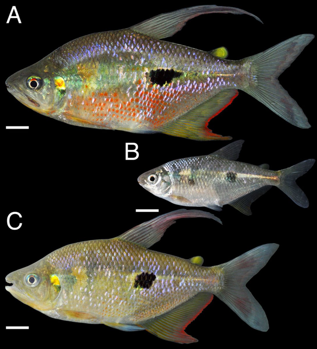 IchsAndHerps's tweet photo. Phylogeography of the Chocó Endemic Rainbow Characin, Rhoadsia by @CucalonV et al. @drnathanlujan @WindsorAguirre: https://t.co/Eg6czu9t1h 

#openaccess #ASIHPub https://t.co/XNherBcXGv