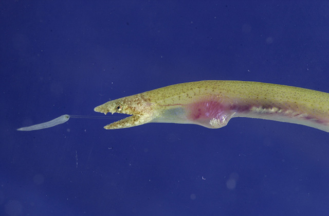 One thing I love about fish diversity is I still learn about something new! I introduce my new friend the Lure-tongue Worm Eel, Glenoglossa wassi known from American Samoa and the Philippines. It presumably buries itself in the sand and lures in prey with its tongue!