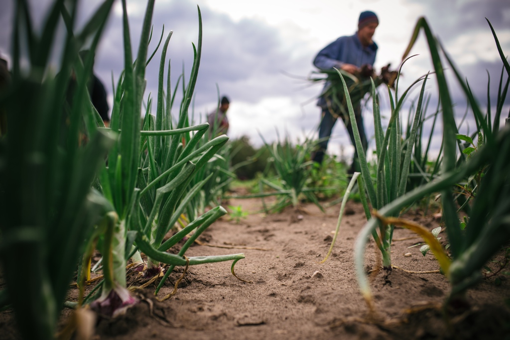 “A food culture is not something that gets sold to people. It arises out of a place, a soil, a climate, a history, a temperament, a collective sense of belonging.”

– Barbara Kingsolver, Animal, Vegetable, Miracle