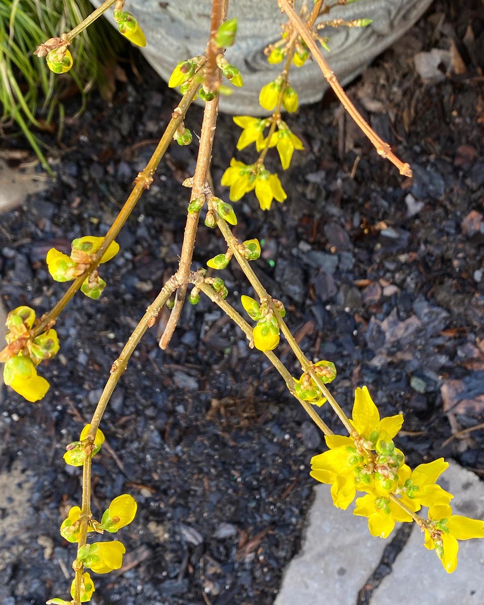 GardenObsessio's tweet photo. Early #springbloomer Flying Away #forsythia @Proven_Winners starting to bloom! Right on time! ๐ #bloomwhereyouareplanted #espomagrown https://t.co/zHGoPUaRov