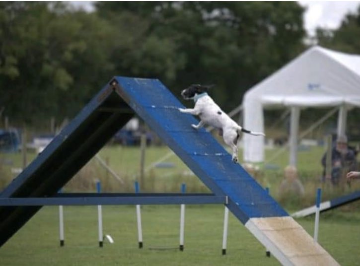 Alice99549446's tweet photo. @Crufts @Channel4 @clarebalding Freddie’s favourite place is on top of the Aframe https://t.co/FjbI2IEbHl