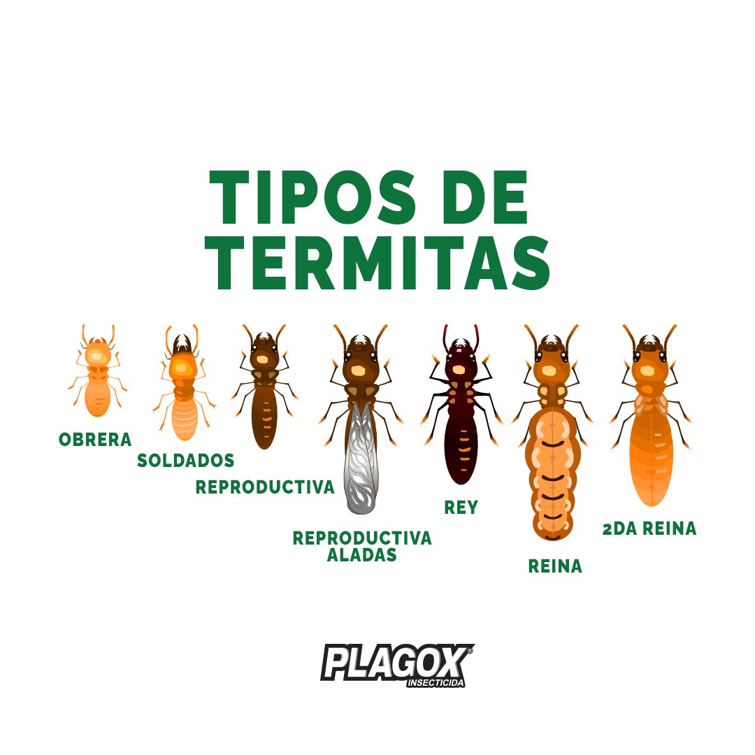 plagoxrd's tweet photo. Así de organizadas están las termitas.
¿Tú también lo estás con tu Plagox?

 #Plagox #AcábalasConPlagox #AdiósALasPlagas https://t.co/U9ZB6wqYkc