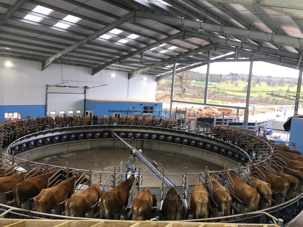 First full deck of heifers since we started milking on Monday afternoon <a href="/DeLaval_UK_IRE/">DeLaval_UK_IE</a>