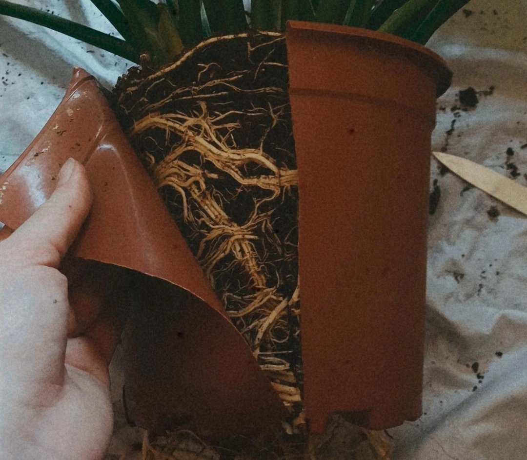 GmncAmbre's tweet photo. Les plantes sont fascinantes quand même 🌱🌿 https://t.co/nm64nYPeDP