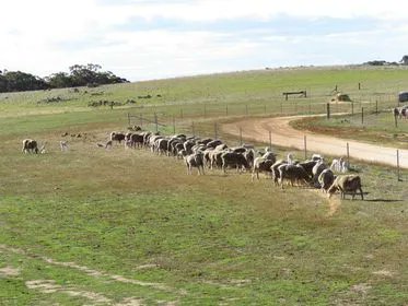 Mingenew Irwin Group tweet media