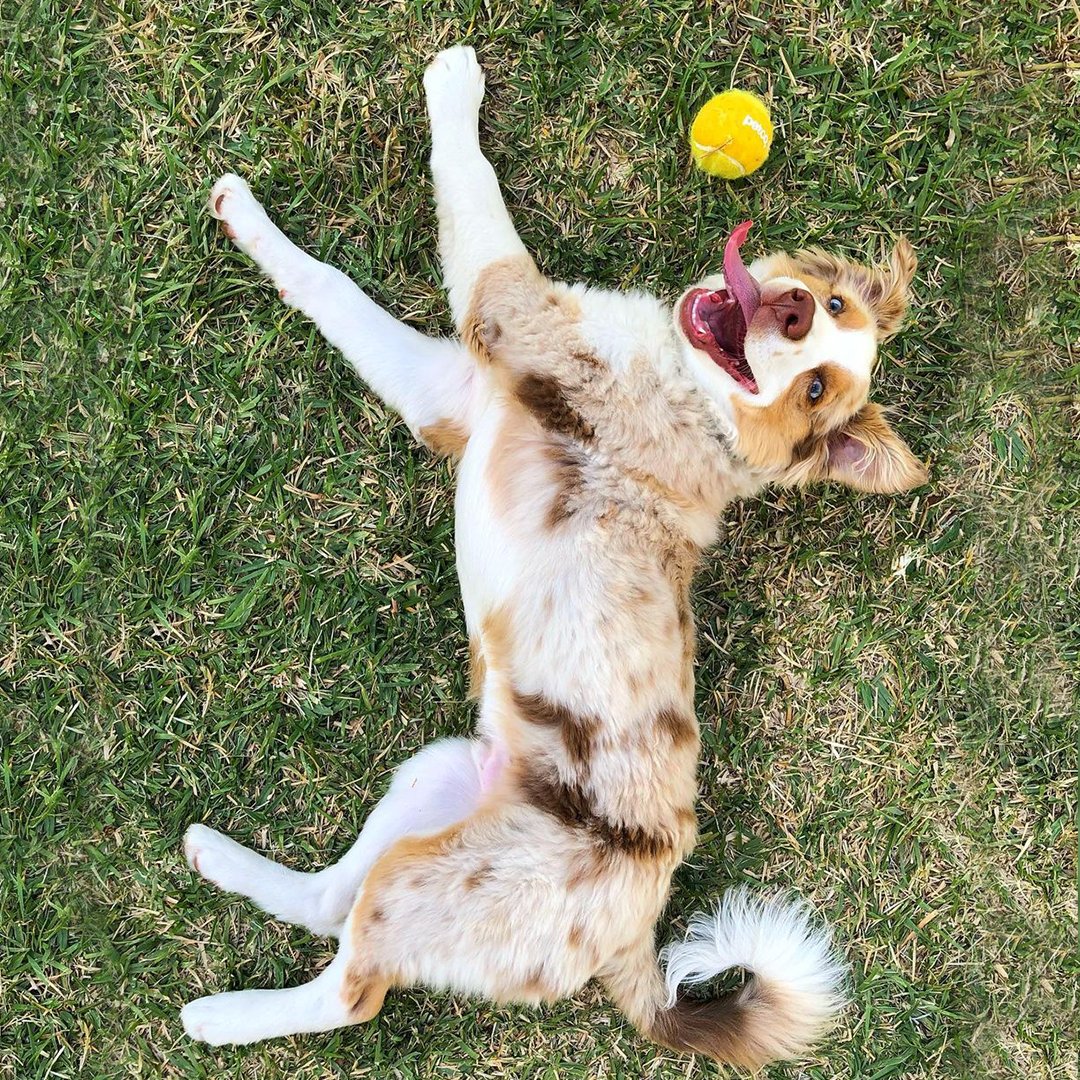 PetcoMexico's tweet photo. ¡A Chai le encanta salir a pasear y siempre lleva sus juguetes favoritos! 🐶 ¡Miren lo feliz que está! 💞 ¿Tu peque lleva juguetes cuando sale al parque? 🥎🐕

📸: @chai.aussie

#chaitheaussie #australianshepherd #aussiepuppy #puppy #instadog #australianshepherdsofinstagram https://t.co/NtRXqPrMNP