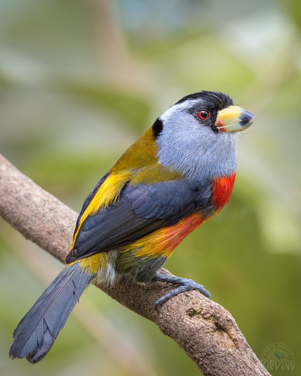 🙌🏼 Vamos, Compás de la buena suerte, ayúdame a llegar a 3.000 seguidores.

Twitter haz tu magia. 💪🏼

#LetsGo