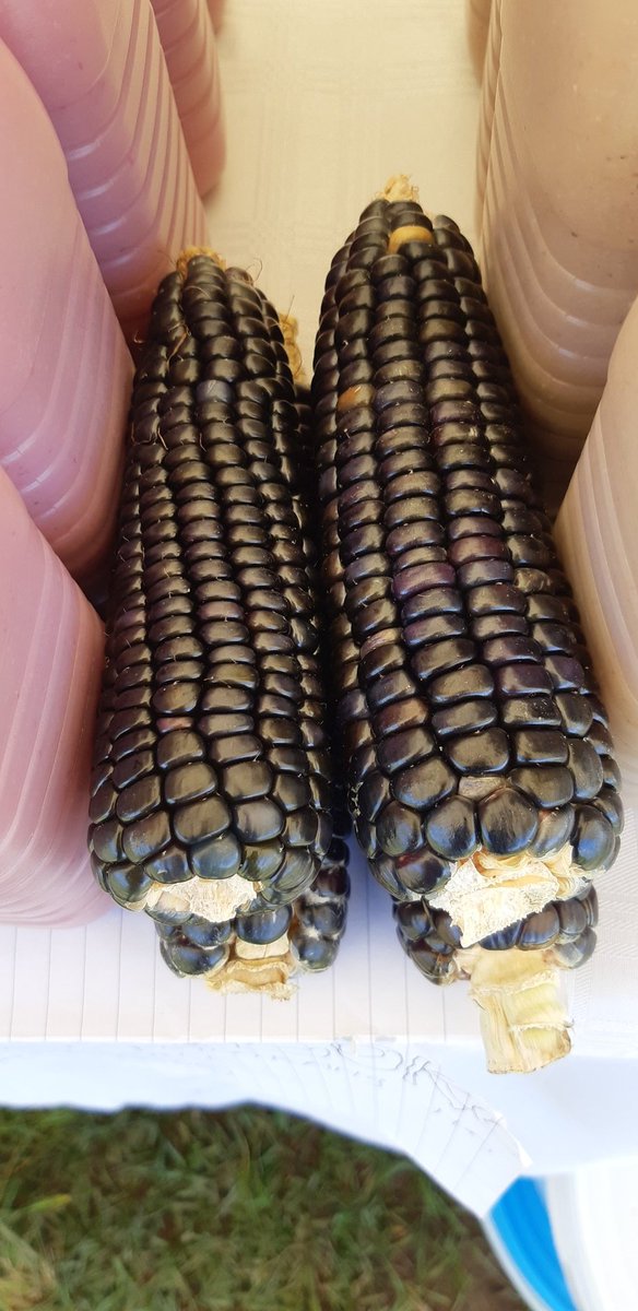SlowFoodLesotho's tweet photo. Happy #MoshoeshoesDay Basotho! 'Climate proofing of smallholder farmers of Lesotho" launch was all good traditional food &amp; fun yesterday. It was exciting to spend time with our friends @Pelei_s_Farm &amp; @mpho_tsuene 

 #Lstwitter #eatlocal #Lesotho #traditionalfood @EUinLesotho https://t.co/mLRCgvgbq8