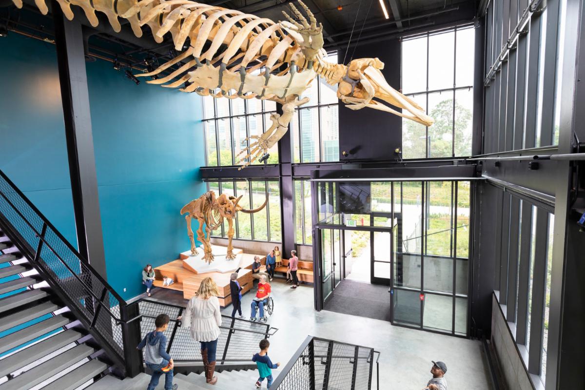 SeattleARCS's tweet photo. We are still buzzing from Monday's  Burke Museum event and the natural history knowledge shared by curators Adam Leache' and Luke Tornabene.  Our heartfelt thanks to @burkemuseum for this unique opportunity to engage with science in such a beautiful space. @uofw @wsupullman https://t.co/YWyAuUAumb
