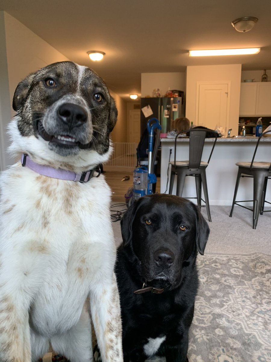 TotalyChristian's tweet photo. The very worst (or best) of my favorite rat dog https://t.co/4M6mDFlFjT