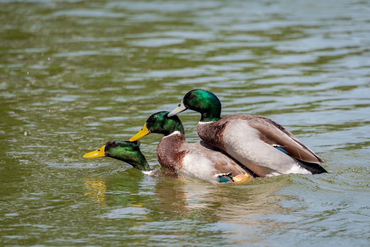 linjianyangbe's tweet photo. Mallard -- what are you guys doing? 🤣
by 李桂荣

#China #野鳥 #birdwatching 
#BirdsSeenIn2022 #nature 
#TwitterNatureCommunity
#birds #photography @avibase https://t.co/bhPbos48Eu