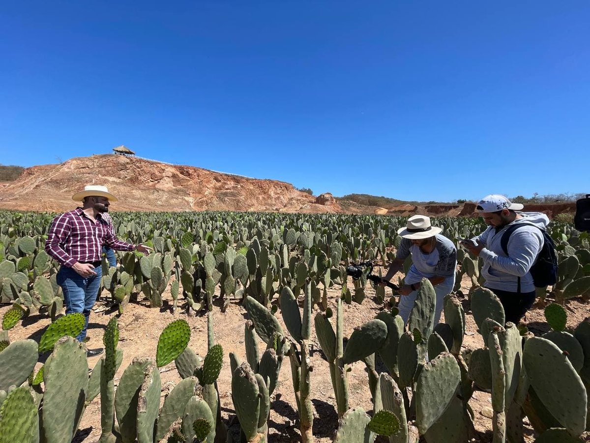 LuzRecord's tweet photo. Así de padre quedo el video 𝐶𝑢𝑎𝑡𝑟𝑜 𝑀𝑖𝑙𝑝𝑎𝑠 al son de la tambora de @estrellasdesinaloa  🤠 Te invitamos a que lo veas a través de YouTube 

#HuyaHuya #LuzRecord #Estrellasdesinaloa #Rancheritas #CuatroMilpas 🌽🚜 https://t.co/6OC242X7Bt