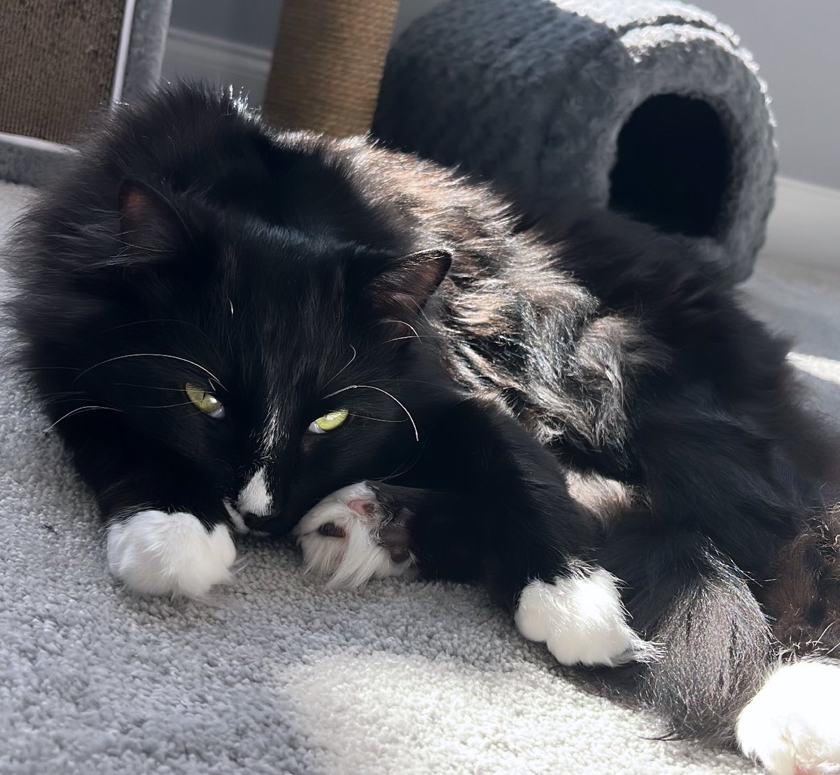 PostingTux's tweet photo. Sorry for the break all my new friends, my poor owner needed some cuddles and a break.
But we are back! ❤️😽
#CatsOfTwitter https://t.co/avM8vOm8GO
