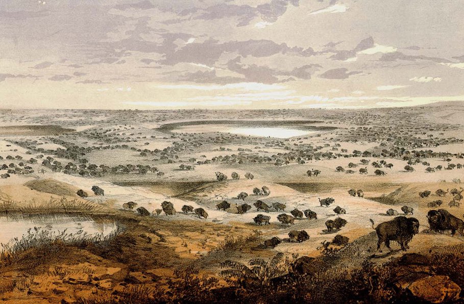 no_grave_'s tweet photo. Thinking of the America that we’ve lost. The vast Chestnut forests. The oceans of buffalo herds. The rich top soil. The unpolluted rivers. There are moral and physical limits in this world; when we disregard them we destroy beauty and are left with desolation. https://t.co/BlkFHS1Q4P