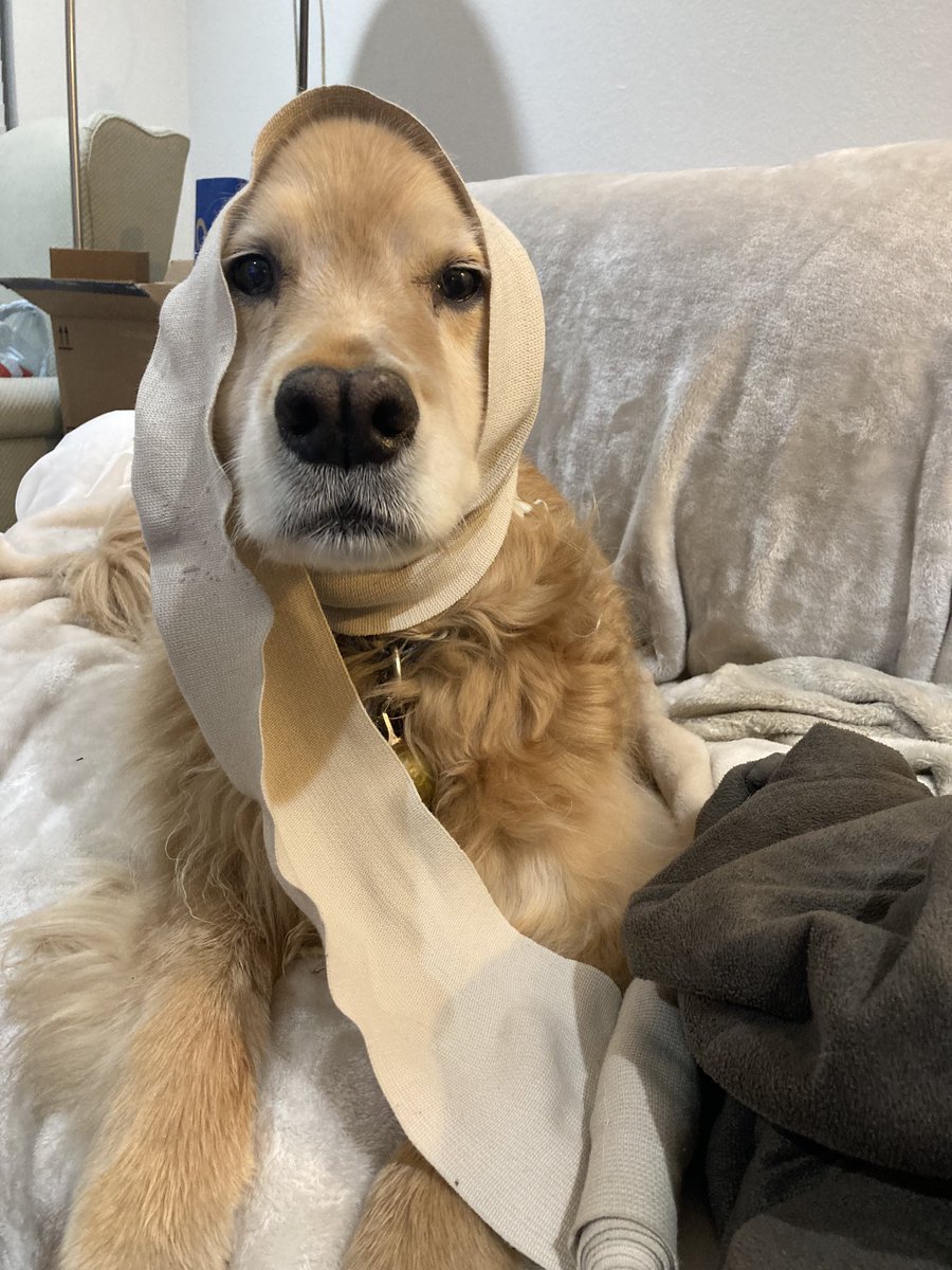 Gracie Golden Girl 🌈 tweet media