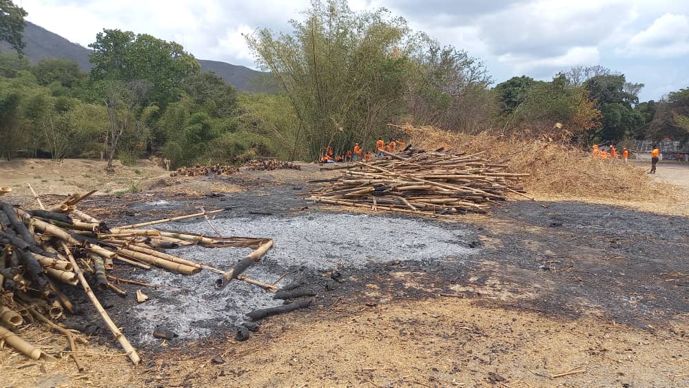 EcoCiudadania's tweet photo. 😶Qué pasa #Valencia? Urge el buen manejo del Bosque urbano.El bambú a la ribera del río es una estrategia de protección ante eventos adversos como las inundaciones; forman una barrera natural y sus raíces sostienen el terreno. Lloverá..luego la culpa será del cambio climático🫤 https://t.co/D3NOv1jFLt
