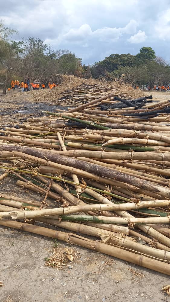 EcoCiudadania's tweet photo. 😶Qué pasa #Valencia? Urge el buen manejo del Bosque urbano.El bambú a la ribera del río es una estrategia de protección ante eventos adversos como las inundaciones; forman una barrera natural y sus raíces sostienen el terreno. Lloverá..luego la culpa será del cambio climático🫤 https://t.co/D3NOv1jFLt