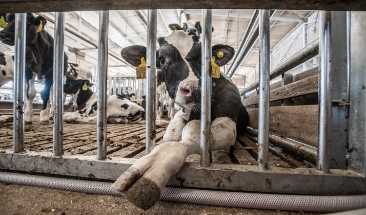 gruntvegan's tweet photo. Cows in the #dairy industry suffer their entire lives. 

Treated like commodities, from the moment they're born.

Like humans, cows only produce #milk for their offspring, forcefully impregnated every year. A cycle of cruelty that ends with their slaughter.

Vegan for them. https://t.co/5UY8vMBY7E